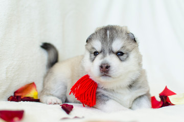 Very cute little Siberian Husky puppy on a light background in rose petals