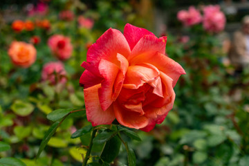 Fototapeta premium macro of a red rose with a green background