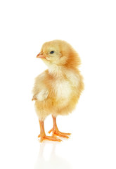 Little yellow chicken isolated on a white background