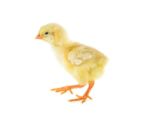 Little chicken broiler isolated on a white background