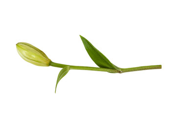 Noch nicht aufgeblühte Lilie Freisteller © sp4764