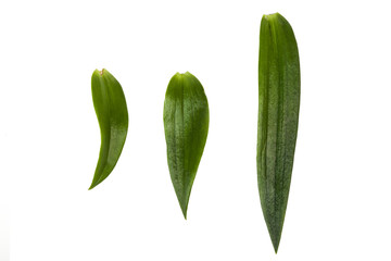 Lilienblätter Freisteller © sp4764