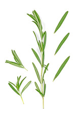 Fototapeta na wymiar Rosemary twig and leaves on a white background. Top view.