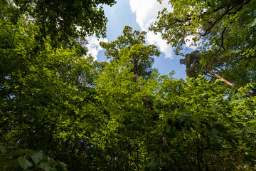 Grüner Wald