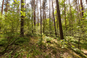 Grüner Wald