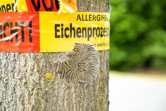 tree with text vorsicht allergiegefahr durch eichenprozessionsspinner Raupen und Nester nicht ber&uuml;hren, in englisch beware of danger of allergy due to the oak procession spinner Do not touch