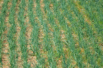 Agricultural field with green onion, Onions are growing in farm field.