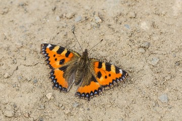 The small tortoiseshell butterfly, a colourful reddish orange Eurasian butterfly with black and blue spots, sitting on dry ground on a hot sunny summer day.
