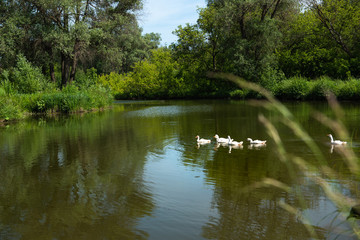 domestic geese swim on the lake in the forest on a bright summer sunny day