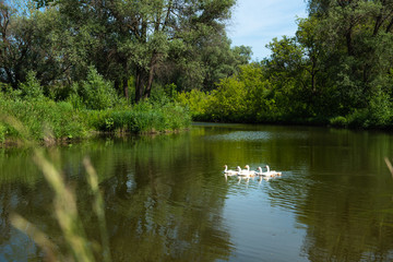 Fototapeta na wymiar domestic geese swim on the lake in the forest on a bright summer sunny day