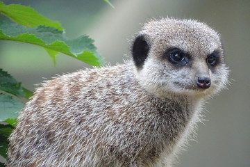 Fototapeta premium Cute meerkat keeping watch at the zoo