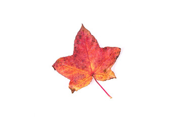 autumn leaf isolated on white