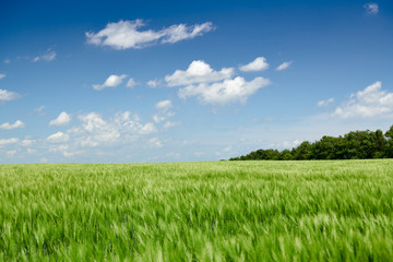 Obraz premium Green wheaten sprouts in the field and cloudy sky. Bright spring landscape.