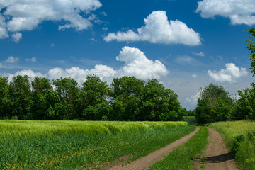 Ground road in the wheaten field and beautiful cloudy. Spring landscape.