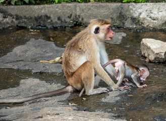 primate monkey in Sri Lanka