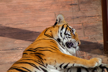 Fototapeta na wymiar Bengal tiger enjoying the warmth of the morning