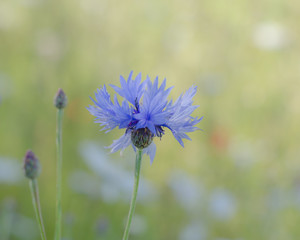 Cornflower