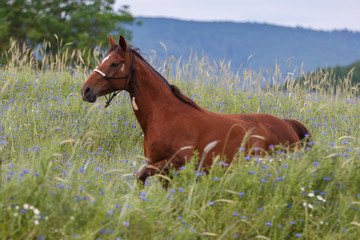 Pferd im Kornblumenfeld