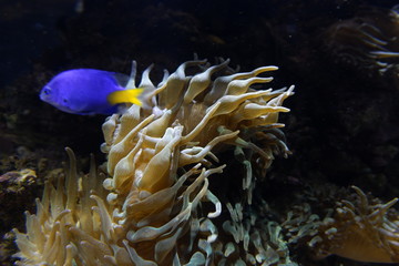 Fototapeta na wymiar Aquarium