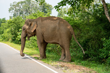 Fototapeta na wymiar elephant next to the road in Sri Lanka while driving by