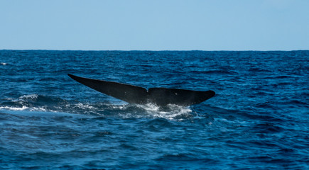 whale tail in the ocean in Sri Lanka