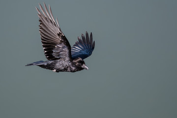 Common Black Raven Flying Over the Canyon Floor