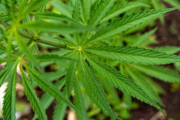 young hemp bushes, cannabis bushes