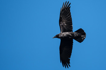Obraz premium Common Raven Flying in a Blue Sky