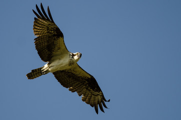 Osprey Making Direct Eye Contact While Flying in a Blue Sky