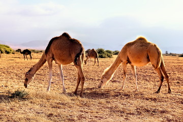 Guelmim oued noun désert  Maroc