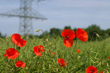 Obraz premium Feld mit Mohnblumen vor Hochspannungs-Freileitung - Stockfoto