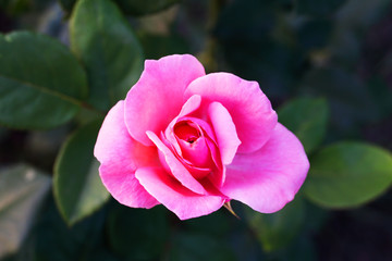 Rose flower rear background texture macro