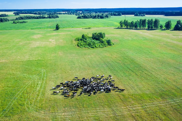 Summer landscape with a herd of grazing cows in the pasture. Aerial view herd of cows on pasture.