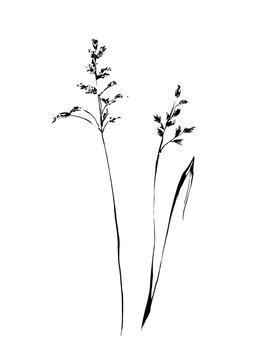 Set of hand drawn weed field herbs. Outline plants painting by ink. Sketch or doodle style vector illustration. Black image on white background.