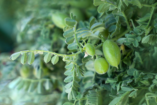 Green pod chickpea. Green chickpeas in pod. Chickpea plant detail growing on the field. Green pod chickpea (yesil nohut) is a popular snack in Turkey.