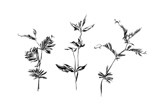Set of hand drawn weed field herbs. Outline plants painting by ink. Sketch or doodle style botanical vector illustration. Black image on white background