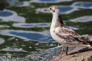 gull