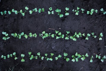 Radish sprouts growing from the ground, spring plant. Young garden radishes