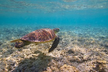 海亀と波照間ブルー・水中写真