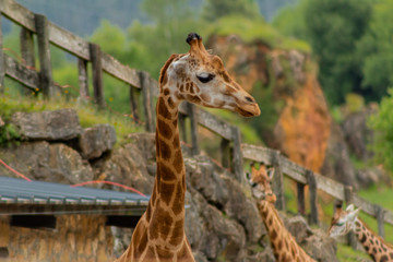 giraffes profiles drawings