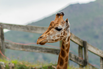 giraffes profiles drawings