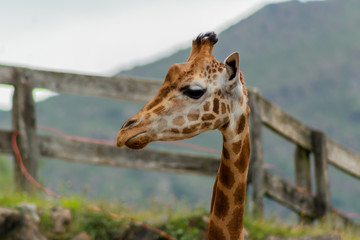 giraffes profiles drawings