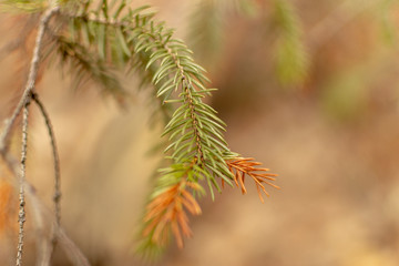 Spruce branch with green and orange needles