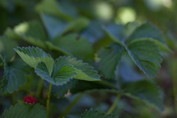  Fresh green leaves in the sunlight. Spring natural beautiful background. Strawberry leaves. Selective focus