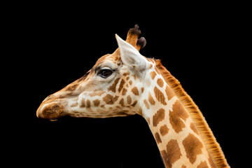 giraffes profiles drawings