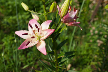 Beautiful lilies on green background, closeup.Helenium flowers showing their wonderful shades of pink.Selective focus