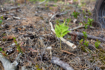 Small fern leaf is growing on the forest ground, nature background with copy space