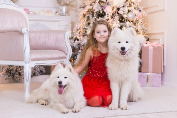  Girl and samoyed husky dog. Christmas