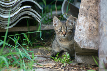 The cat rests on a sunny day