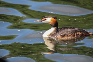 great crested grebe